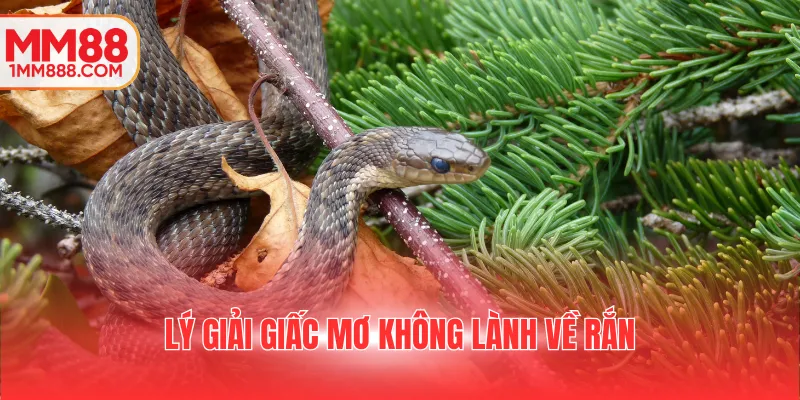 Lý giải giấc mơ không lành về rắn