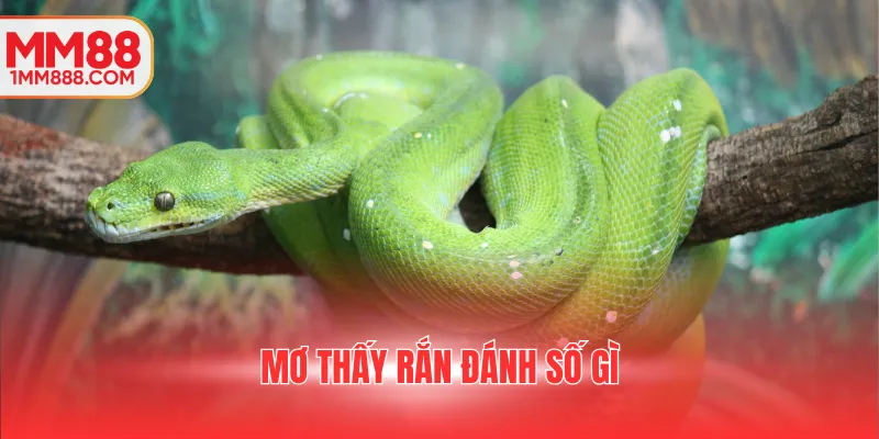 mơ thấy rắn đánh số gì